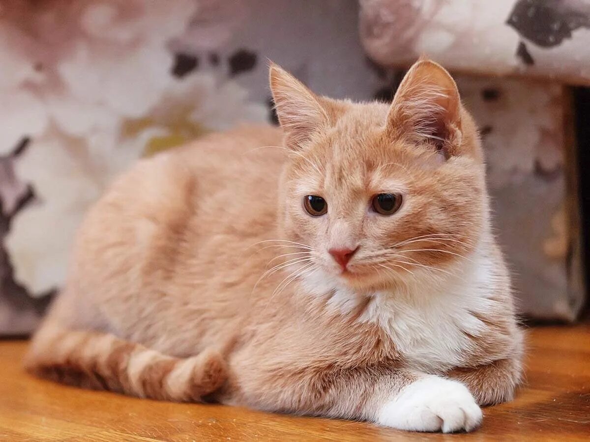 Котенок персикового цвета фото Кошки персикового окраса - Vetgon.ru