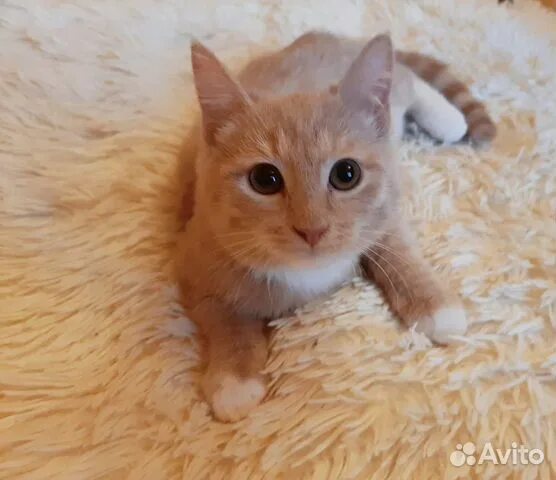 Котенок персикового цвета фото Персиковая девочка в дар - 5 месяцев купить на Зозу.ру
