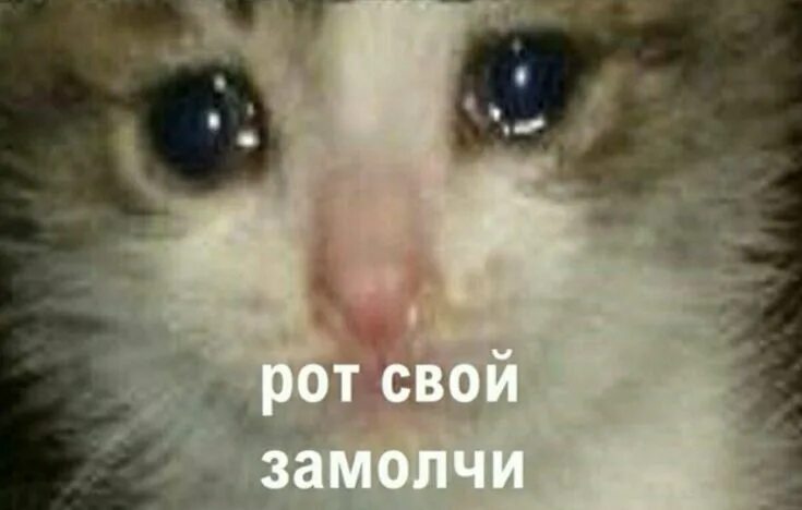 Котенок плачет фото Пин от пользователя Дана на доске Memes Мемы, Смешные мемы, Веселые мемы
