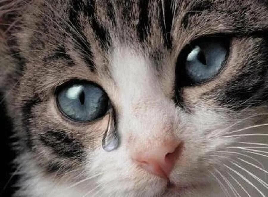 Котенок плачет фото Почему кошки плачут? Друзья с лапками Дзен