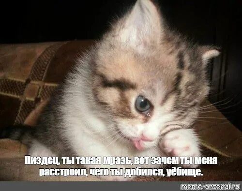 Котенок плачет фото Мем: "Пиздец, ты такая мразь, вот зачем ты меня расстроил, чего ты добился, уёби