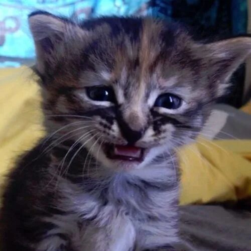 Котенок плачет фото Stream Sad Cat Theme by jolodj Listen online for free on SoundCloud