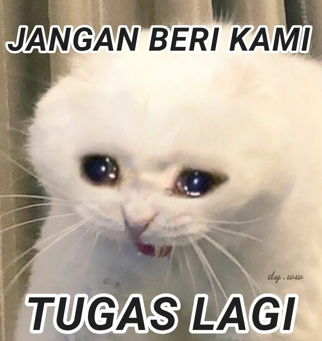 Котенок плачет фото Meme tugas kucing Meme binatang, Binatang, Meme kucing