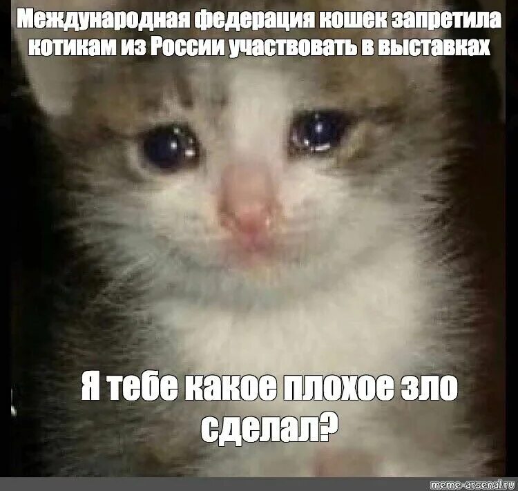 Котенок плачет фото Мем: "Международная федерация кошек запретила котикам из России участвовать в вы