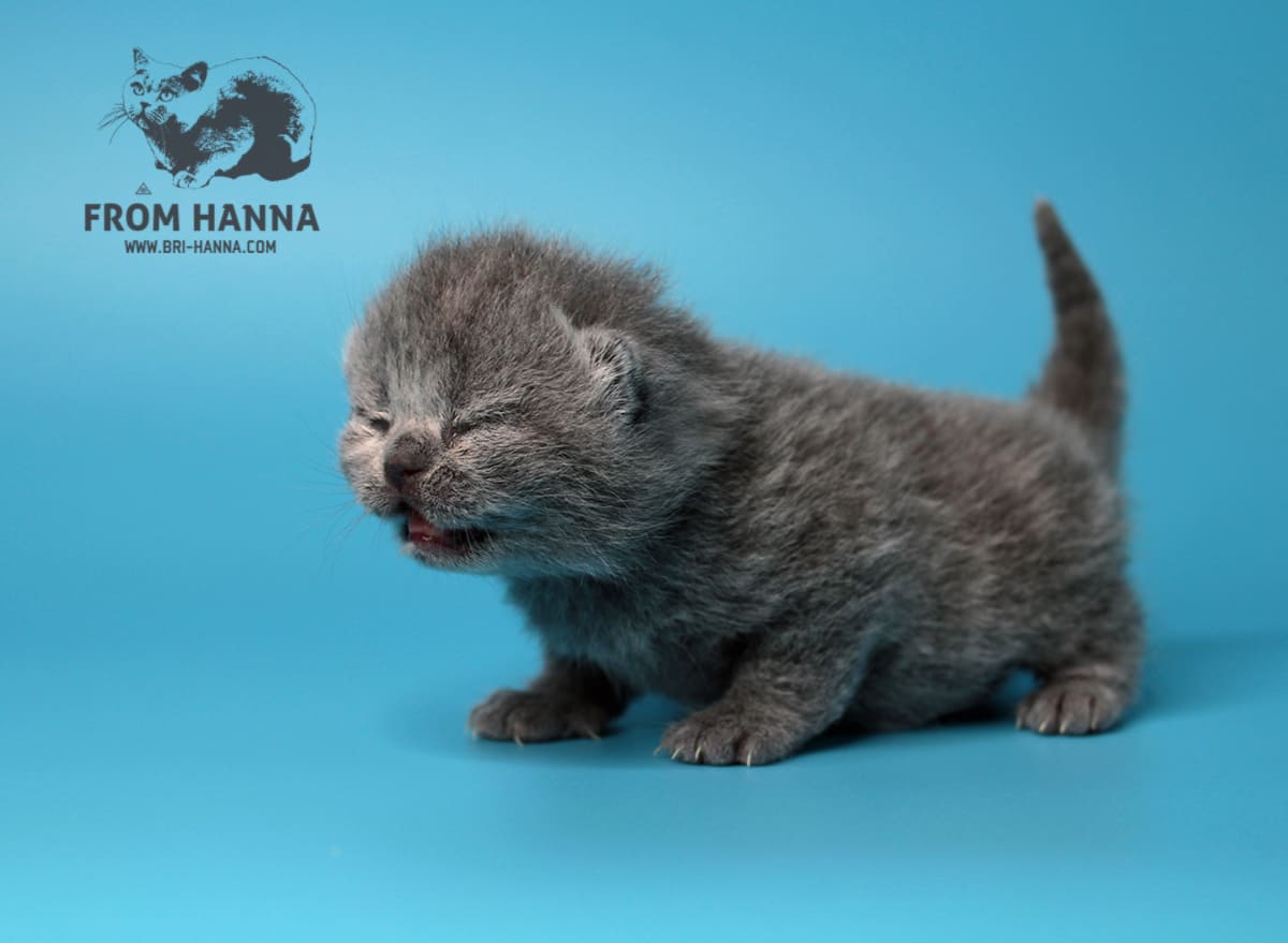 Котенок по неделям фото Как определить возраст котенка по зубам, сколько весит кошка в 2, 3, 4 месяца