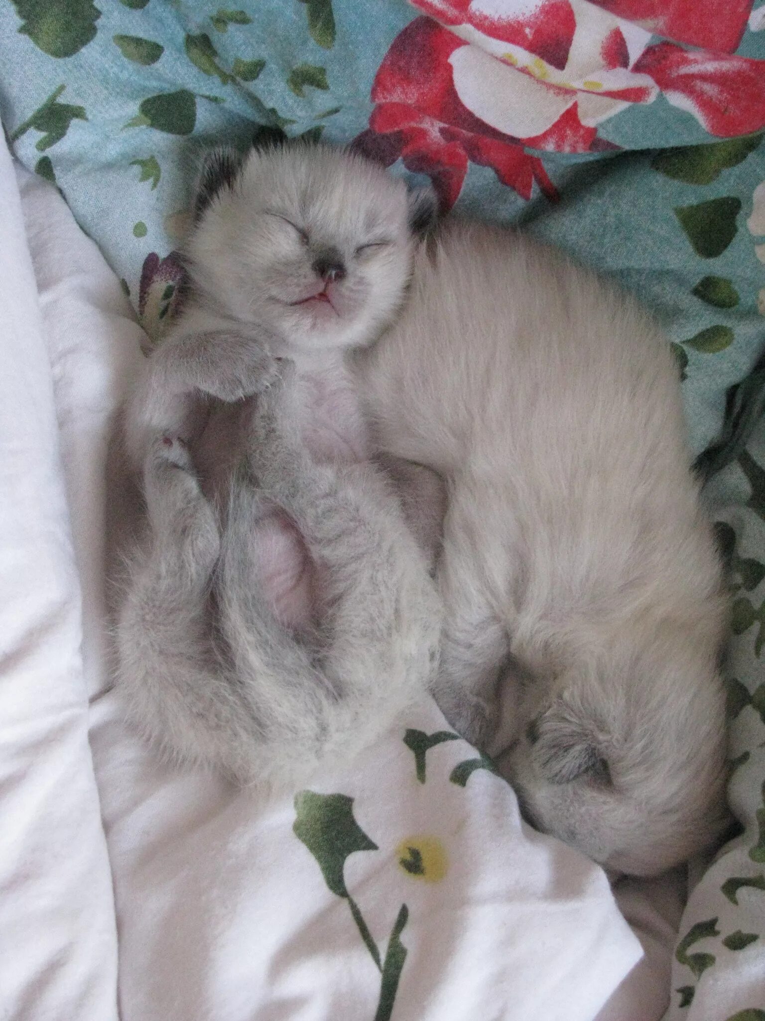 Котенок по неделям фото Картинки КОТЯТА В ПЕРВУЮ НЕДЕЛЮ