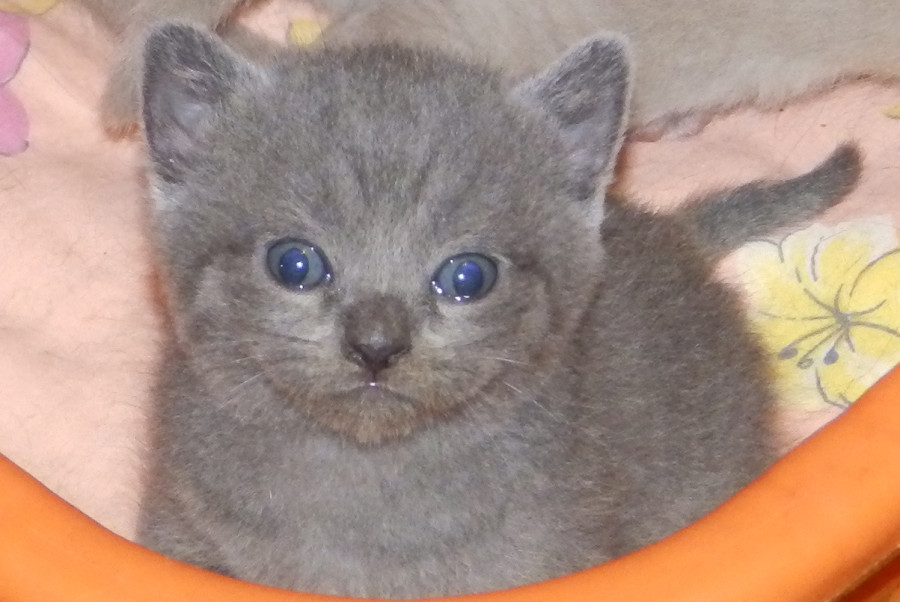 Котенок по неделям фото Котятам 4 недели - Итак, что нового? - LiveJournal