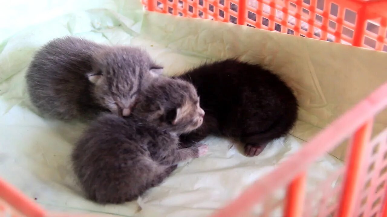 Котенок по неделям фото Тазик, Мэджик и другие - YouTube