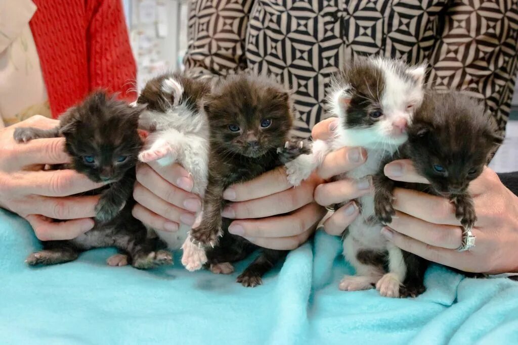 Котенок по неделям фото Kittens Discovered Stowed Away in Steel Column After Nearly 500-Mile Trip Down C