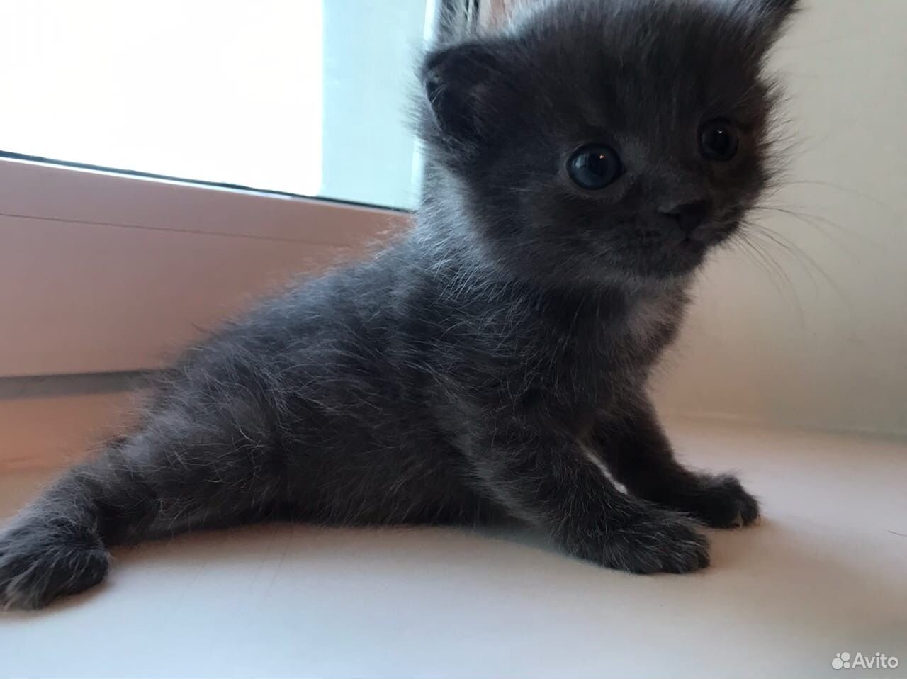 Котенок по неделям фото Котенок 8 месяцев: найдено 87 изображений