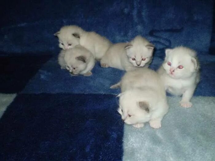 Котенок по неделям фото Развитие котят по неделям и по дням после рождения
