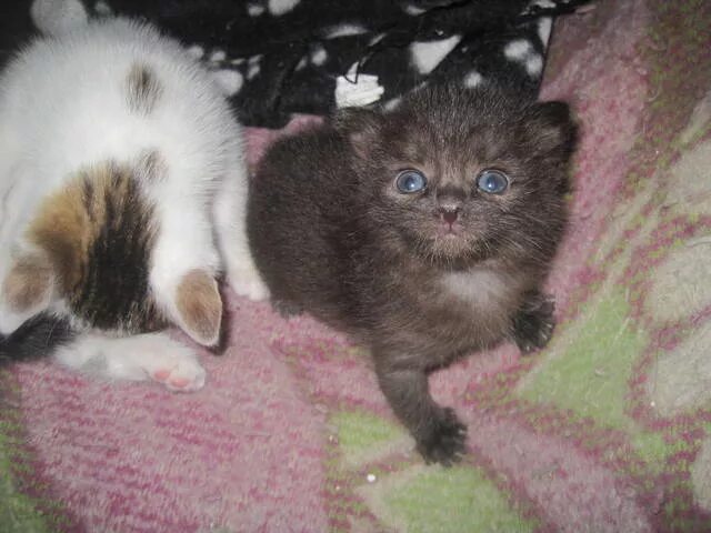 Котенок по неделям фото Как кормить трехнедельного котенка: Как кормить котенка из шприца: способы, порц