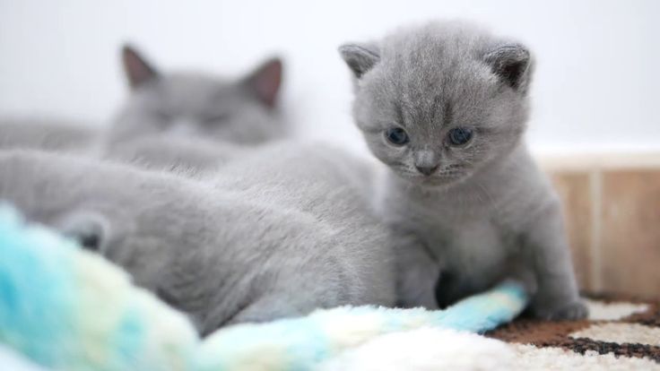Котенок по неделям фото Британские котята в возрасте 3 недели (Litter-J2) http://gala-cat.ru/blog/britan