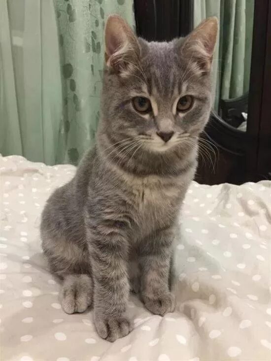 Котенок полгода фото Картинки КОТЕНОК 6 МЕСЯЦЕВ