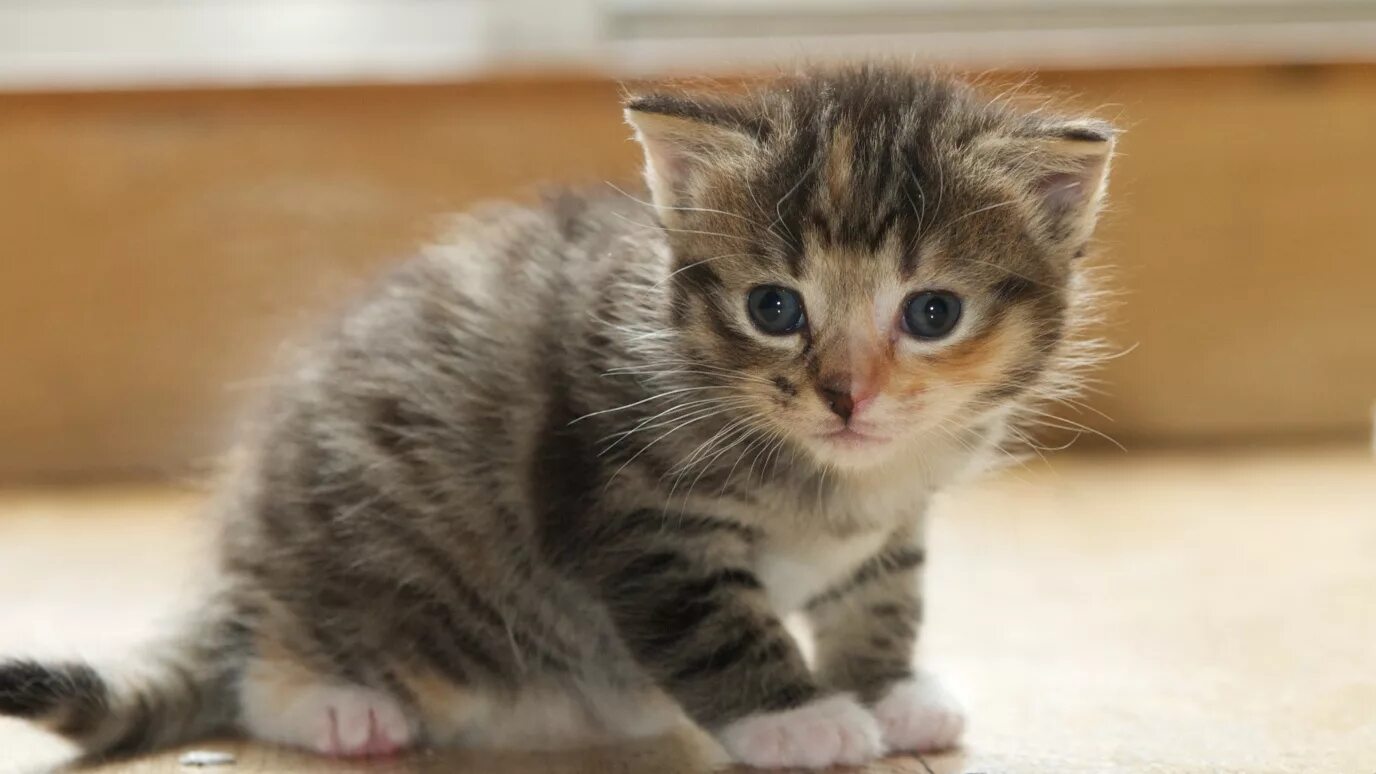 Котенок полгода фото 4 Must Know Tips for Raising Orphaned Kittens - Animal Lova
