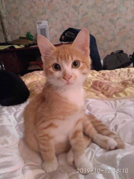 Котенок полгода фото Неактивно