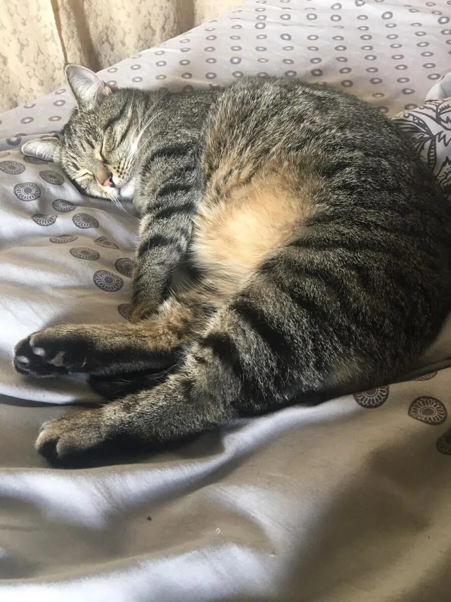 Котенок полгода фото Коту пол года