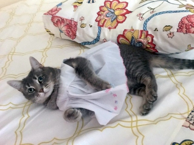 Котенок полгода фото Забавные фото котеек - ЯПлакалъ