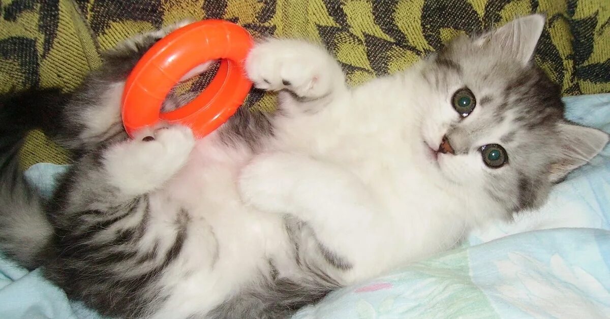 Котенок полгода фото Словно маленький ребёнок, этот миленький котенок. Пикабу