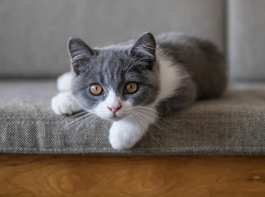 Котенок полгода фото How Can I Change My Cat's Bad Behavior?