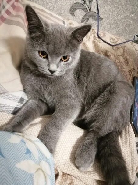 Котенок полгода фото Котенок полгода: найдено 87 изображений