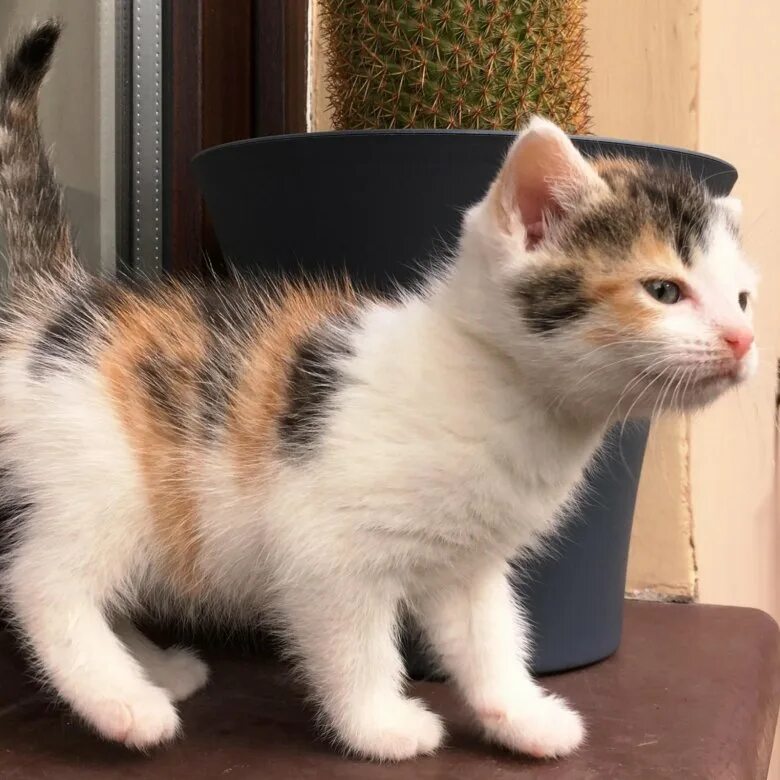 Котенок полгода фото Котёнок, 1,5 месяца, девочка - купить в Санкт-Петербурге, бесплатно, продано 18 