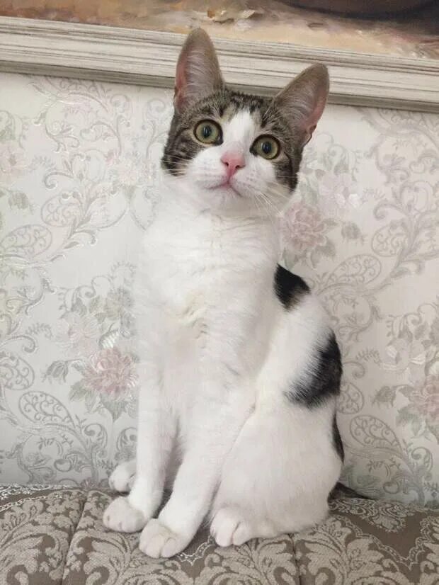 Котенок полгода фото Котенок полгода: найдено 87 изображений