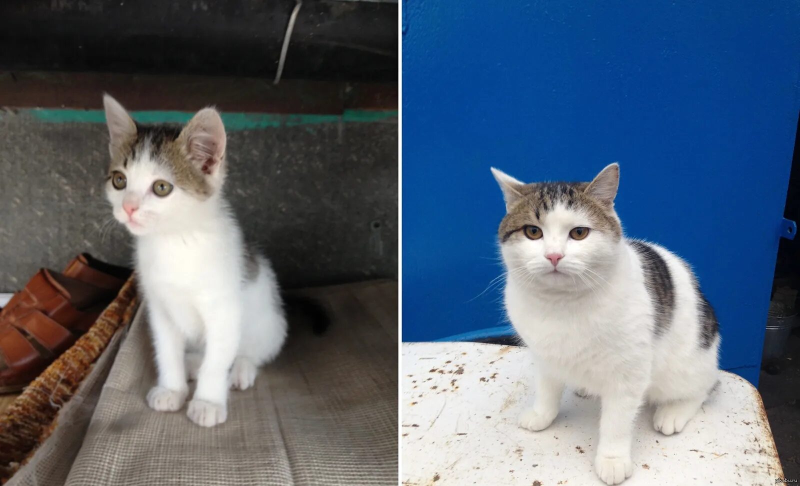 Котенок полгода фото за полгода деревенской жизни котенок стал настоящим мужчиной и теперь, как говор