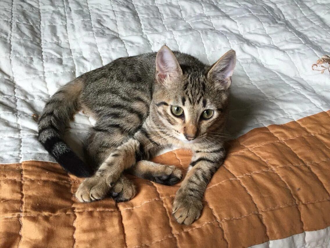 Котенок полгода фото Выведение блох у котят дома: как убрать паразитов если питомцу пару месяцев