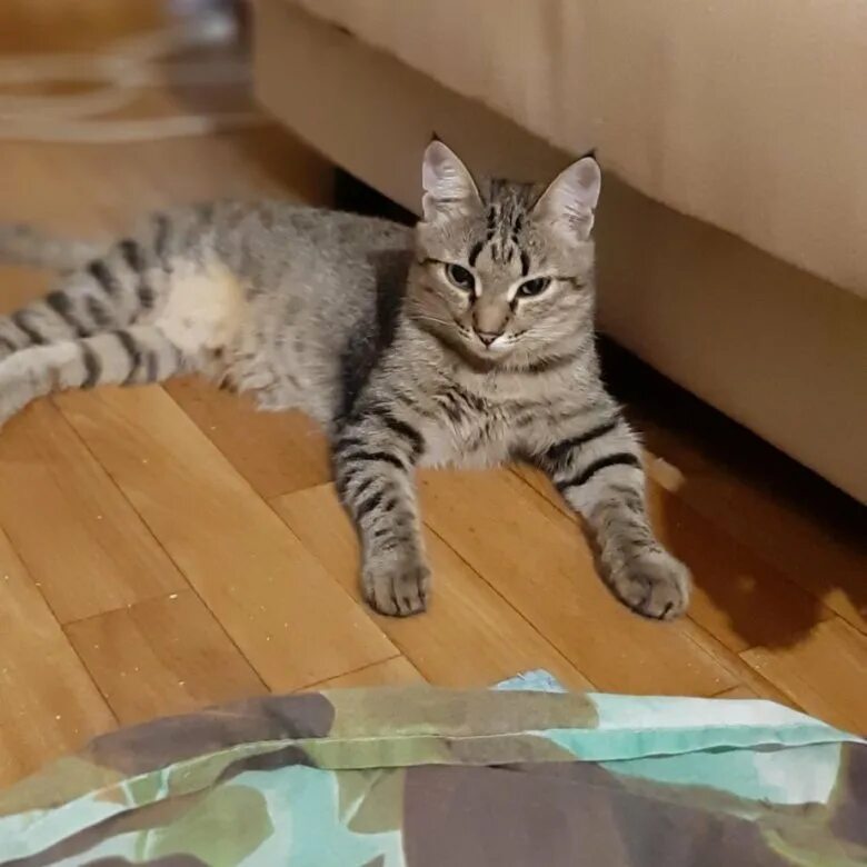 Котенок полгода фото Отдам котёнка полгода - купить в Красноярске, бесплатно, продано 4 августа 2019 