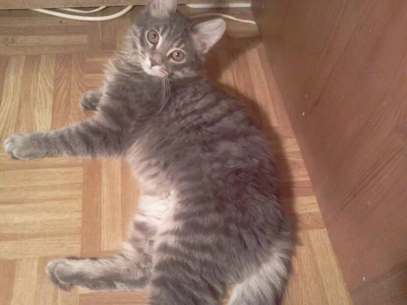 Котенок полгода фото Ответы Mail.ru: Коту полгода, весит 3 кило. Переживаю, что мелковат... или норма