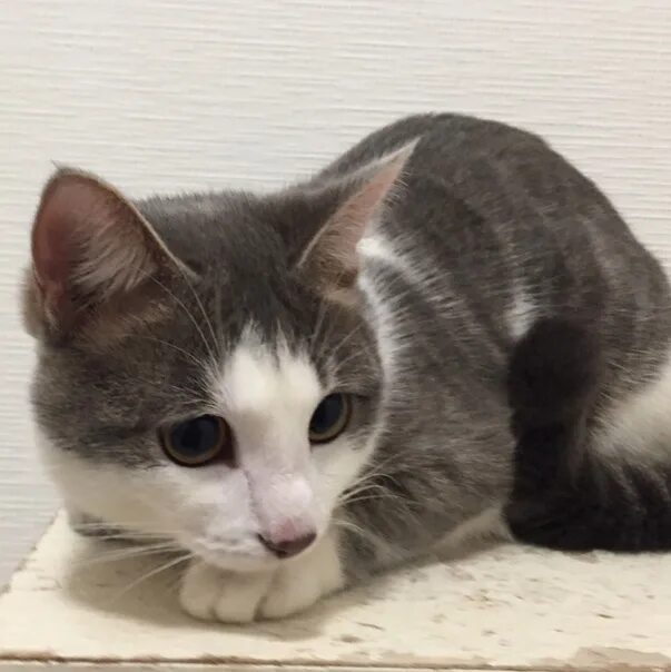 Котенок полгода фото Найден серо-белый котёнок (Юго-Западный, Екатеринбург) Найден котёнок по ул. Лен