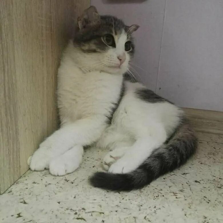 Котенок полгода фото Котёнок полгода - купить в Костроме, бесплатно, продано 30 октября 2020 - Кошки