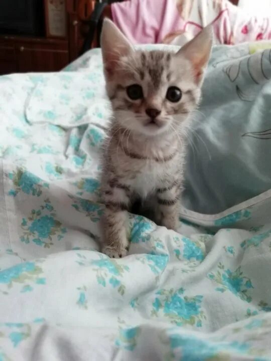 Котенок полтора месяца фото Неактивно