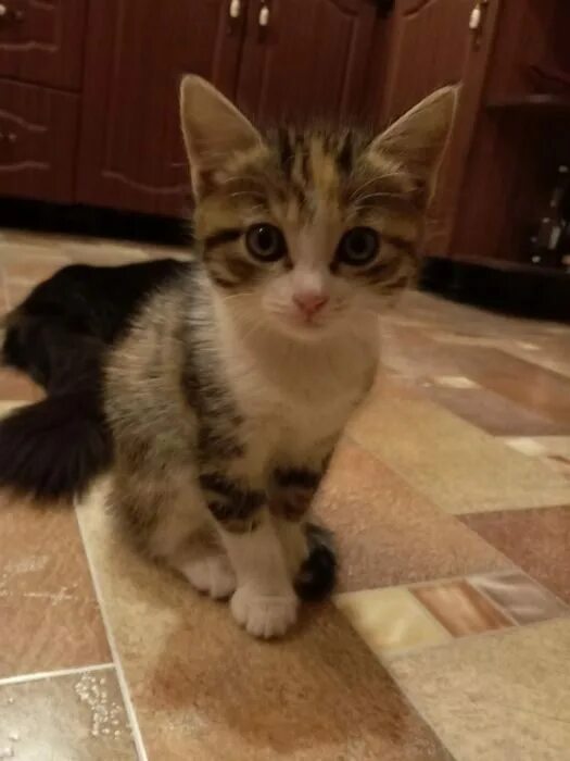 Котенок полтора месяца фото Котёнок бесплатно - Доска бесплатных объявлений Mur.tv