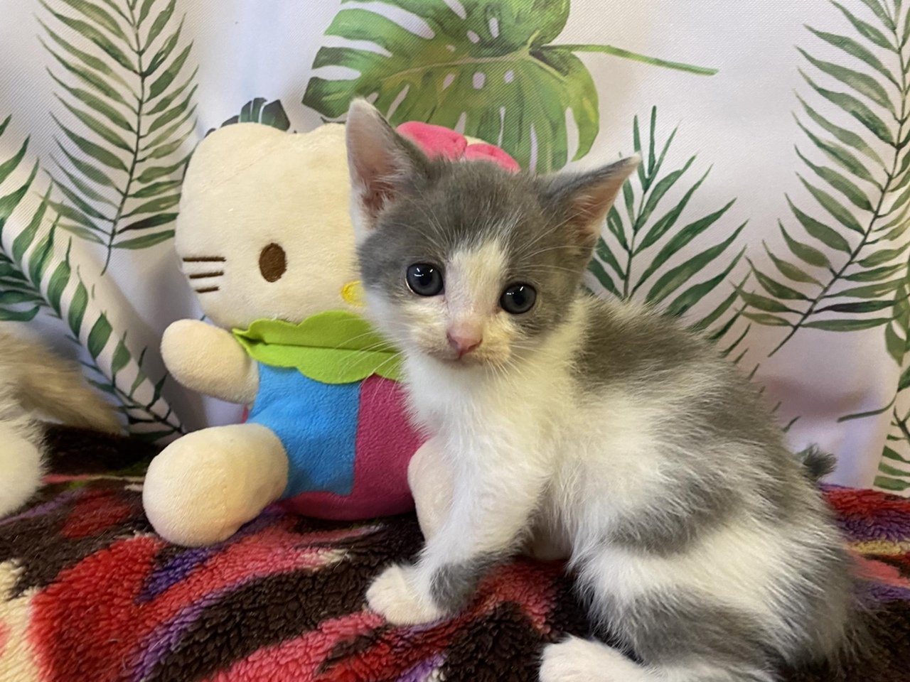Котенок полтора месяца фото Котенок полтора месяца - 75 фото