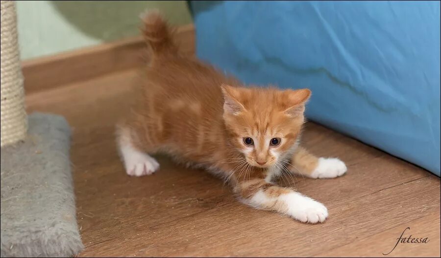 Котенок полтора месяца фото рыжие курбобы - полтора месяца: ru_cats - ЖЖ