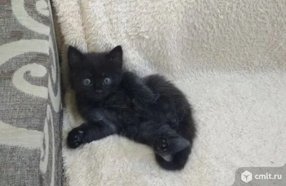 Котенок полтора месяца фото Черничка с голубыми глазами в дар - Воронеж - Доска объявлений Камелот