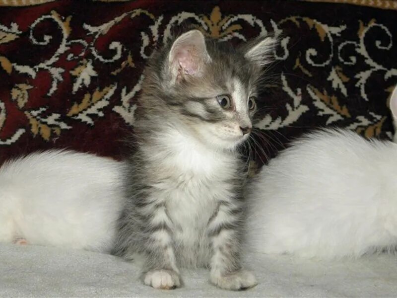 Котенок полтора месяца фото Кому котят? Полтора месяца от роду. В наличии - , в Уфе 33021156