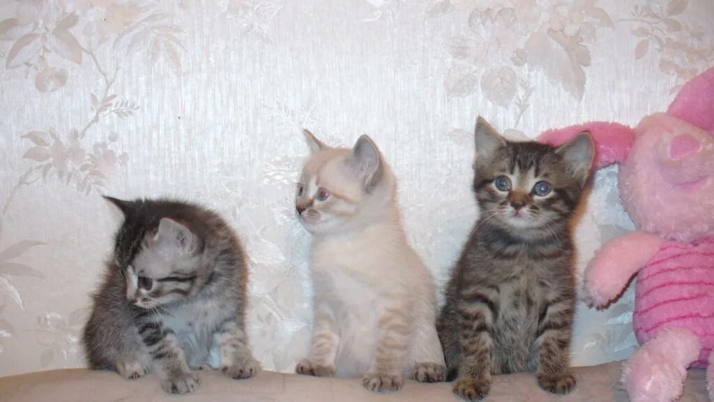 Котенок полтора месяца фото Хотят в добрые руки:) - обсуждение (2039696) на форуме nn.ru