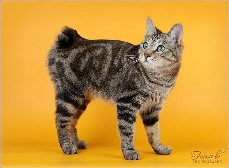 Котенок породы бобтейл фото Pin by R2 on ❤ Cats - Manx and Bobtail Breeds American bobtail cat, Bobtail cat,