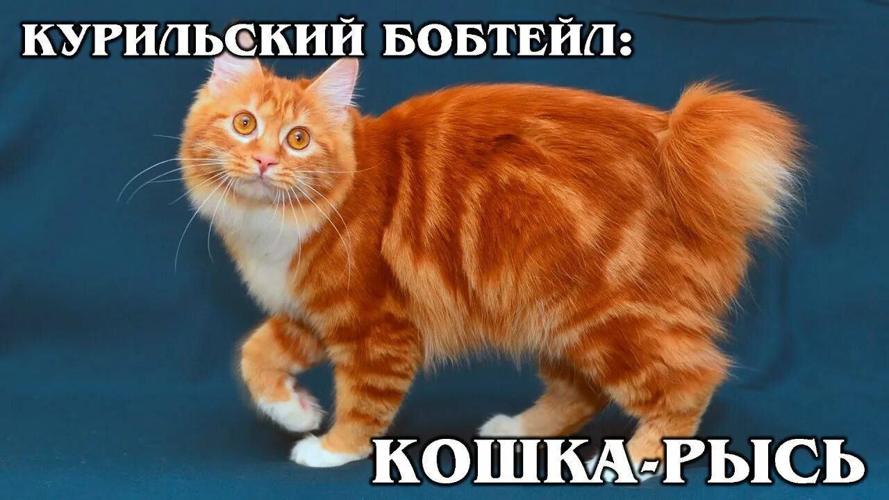 Котенок породы бобтейл фото КУРИЛЬСКИЙ БОБТЕЙЛ: Древний гибрид сибирской кошки и японского бобтейла Интересн