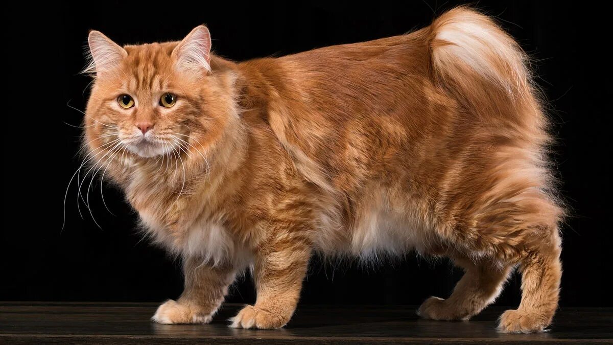 Котенок породы бобтейл фото Крупные и дружелюбные: пять самых больших пород домашних кошек Общество Селдон Н