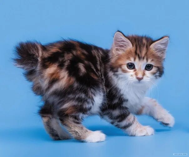 Котенок породы бобтейл фото ПРОДАЮТСЯ КОТЯТА ПОРОДЫ КУРИЛЬСКИЙ БОБТЕЙЛ. ДОРОГО. ПРЕДНОВОГОДНИЕ СКИДКИ, ЧИСТО