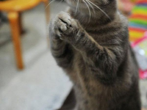 Котенок просит фото Живая Медь Украшения. Мария (viva-cuprum) на Ярмарке Мастеров - ручная работа, h