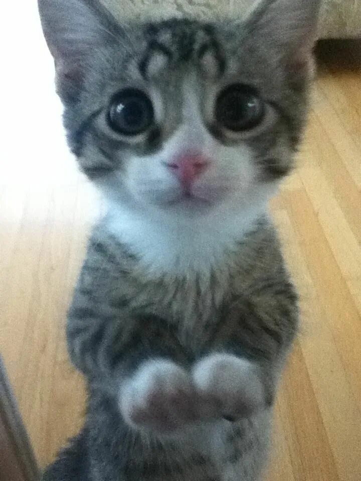 Котенок просит фото Cute Kittens Cute animals, Kittens cutest, Cute cats