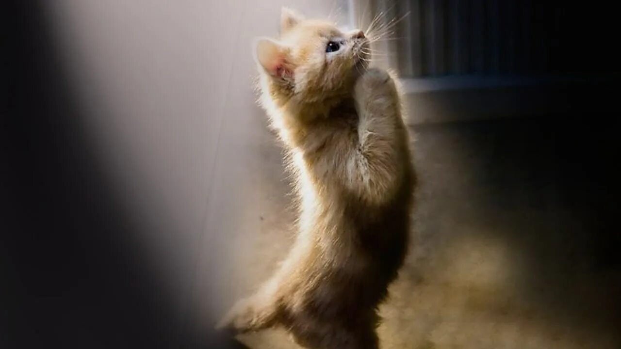 Котенок просит фото Кошка Муся, что-то просит лапками. - смотреть видео онлайн от "арткот" в хорошем