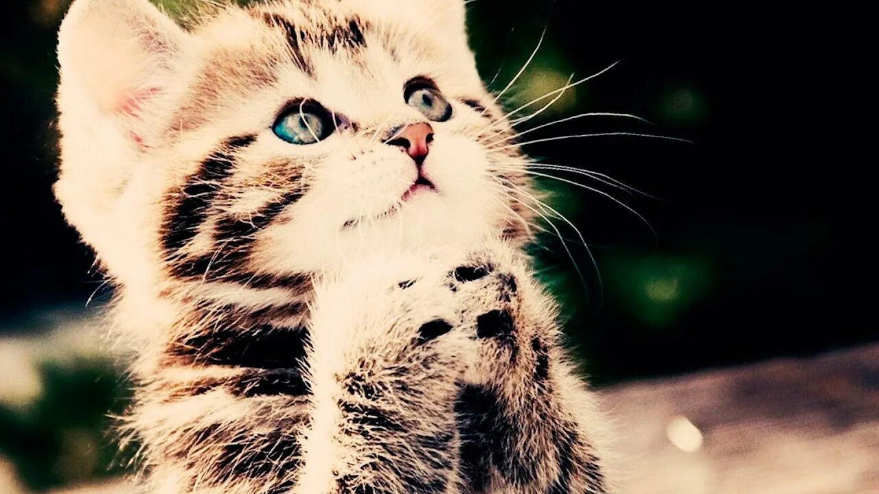 Котенок просит фото МИМИМИШНЫЕ КОТЯТА ТОП 17 ЛУЧШАЯ ПОДБОРКА 2018 ПРИКОЛЫ С КОТЯТАМИ - YouTube