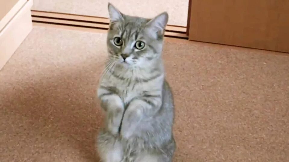 Котенок просит фото Срочно нужен блок розжига HALP ME! - Mazda Demio (2G), 1,5 л, 2002 года запчасти