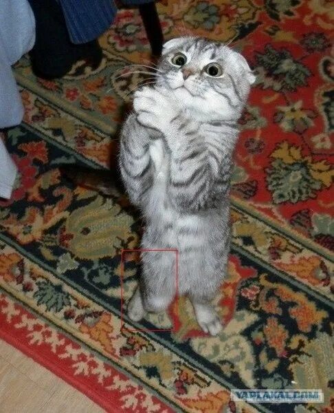 Котенок просит фото Ответы Mail.ru: Что ещё говорил мальчик в качестве рекламы...?))) см.